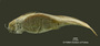 Pimelodella eigenmanni FMNH 3400 holo v
